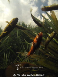 still under the surface...
series freshwater by Claudia Weber-Gebert 